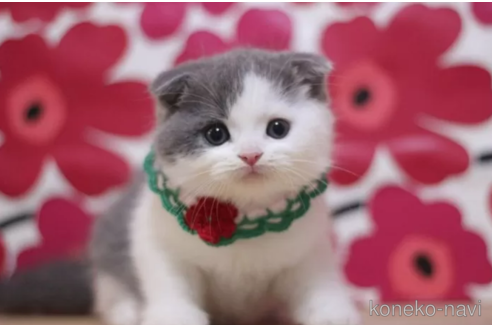 成約済の東京都のスコティッシュフォールド(折れ耳)-100110